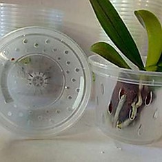 Кашпо для орхидей дренажное 11*8см