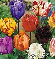 Тюльпаны бахромчатые, махровые, многоцветковые