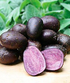 Картофель семенной Гжель фиолетовый