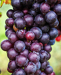 Виноград плодовый в тубе