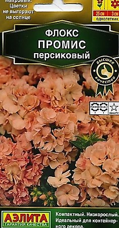 Флокс Промис персиковый махр